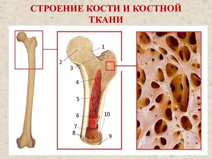 СТРОЕНИЕ КОСТИ И КОСТНОЙ ТКАНИ