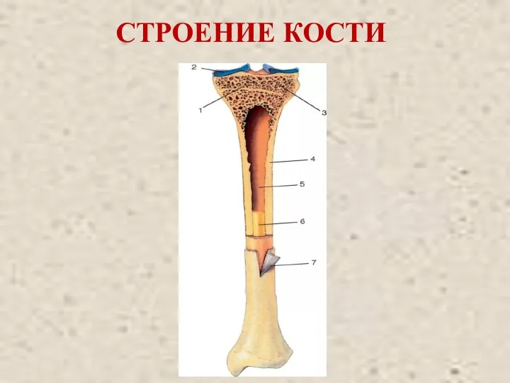 СТРОЕНИЕ КОСТИ