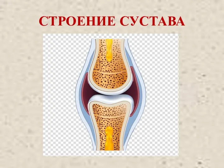 СТРОЕНИЕ СУСТАВА