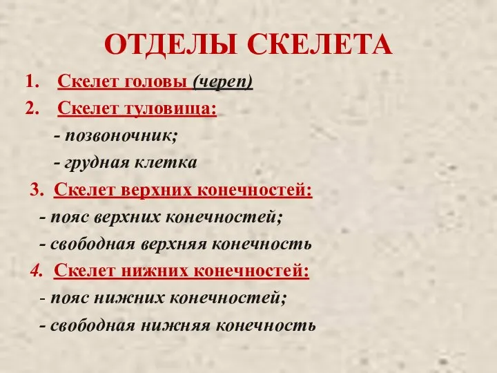 ОТДЕЛЫ СКЕЛЕТА Скелет головы (череп) Скелет туловища: - позвоночник; - грудная