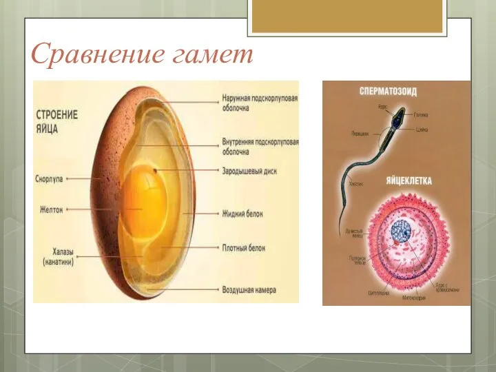 Сравнение гамет