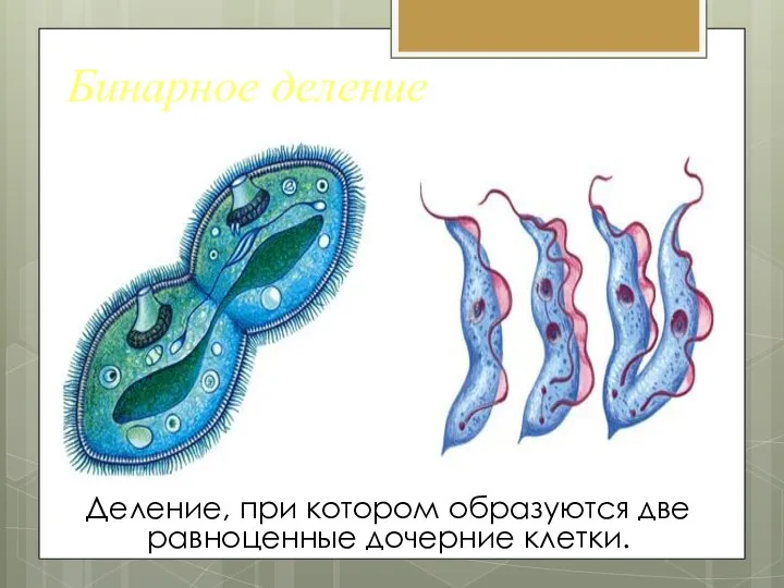 Бинарное деление Деление, при котором образуются две равноценные дочерние клетки.