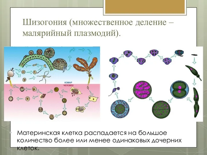 Шизогония (множественное деление – малярийный плазмодий). Материнская клетка распадается на большое