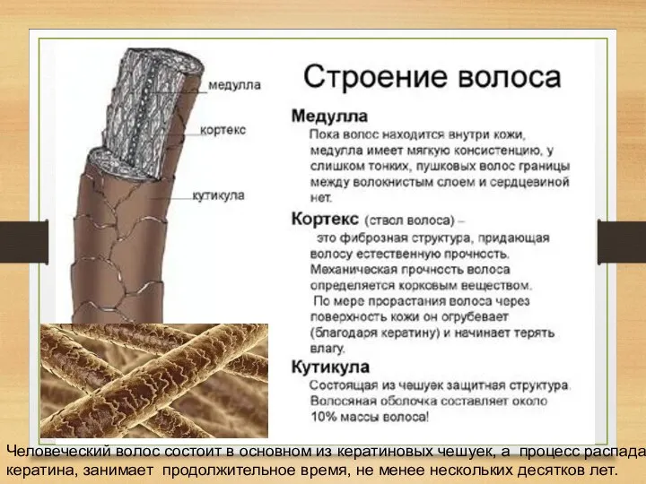 Человеческий волос состоит в основном из кератиновых чешуек, а процесс распада