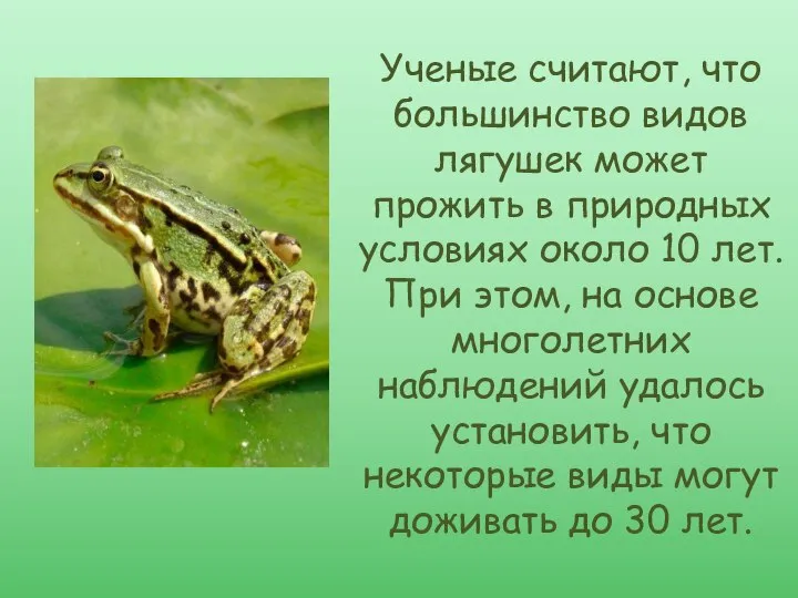 Ученые считают, что большинство видов лягушек может прожить в природных условиях