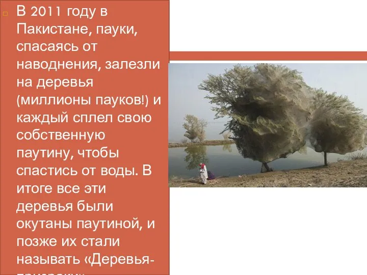 В 2011 году в Пакистане, пауки, спасаясь от наводнения, залезли на