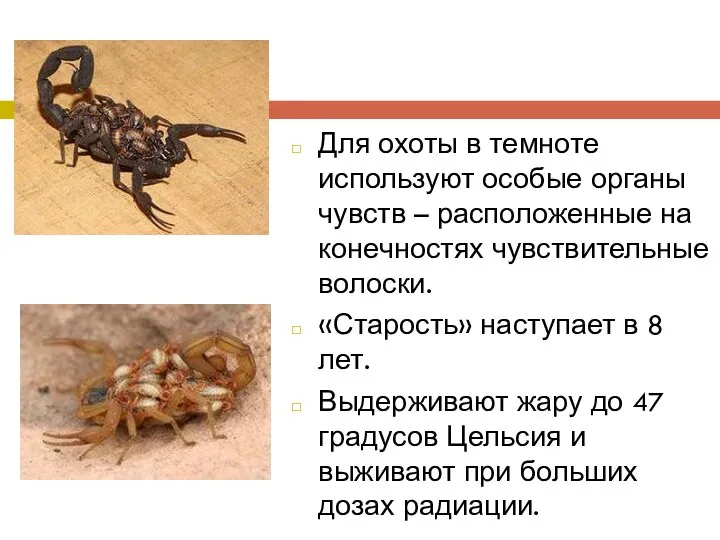 Для охоты в темноте используют особые органы чувств – расположенные на