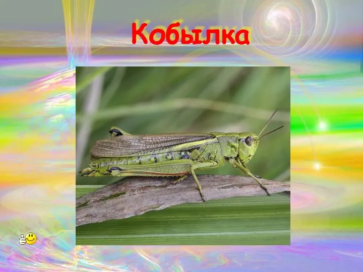 Кобылка