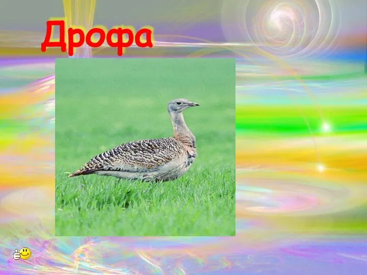 Дрофа