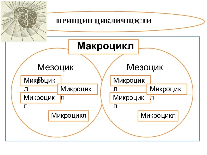 ПРИНЦИП ЦИКЛИЧНОСТИ Мезоцикл Микроцикл Микроцикл Микроцикл Микроцикл Мезоцикл Микроцикл Микроцикл Микроцикл Микроцикл Макроцикл