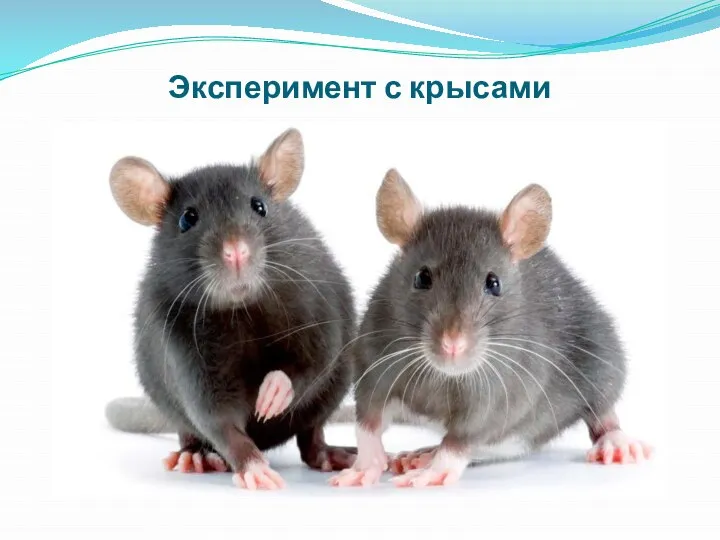 Эксперимент с крысами