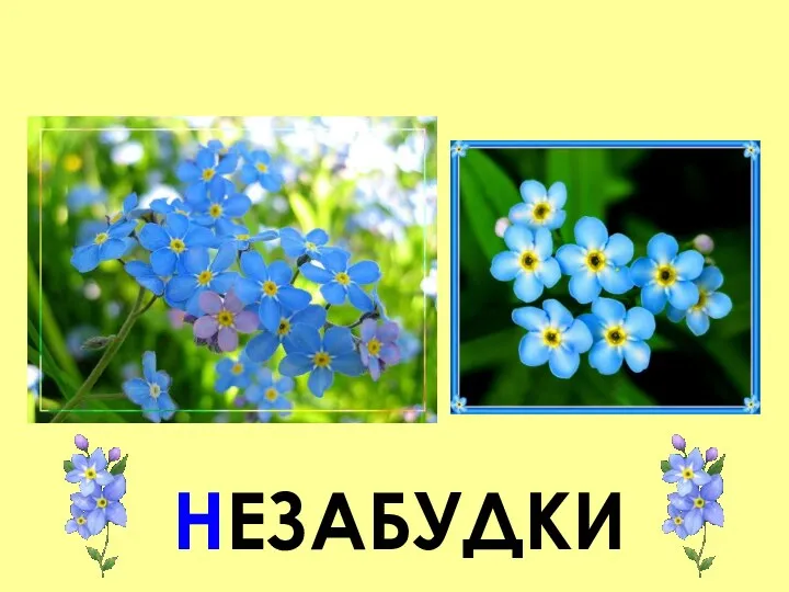 НЕЗАБУДКИ