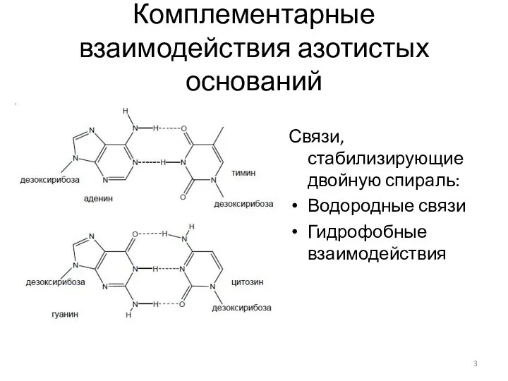 Комплементарные взаимодействия азотистых оснований Связи, стабилизирующие двойную спираль: Водородные связи Гидрофобные взаимодействия