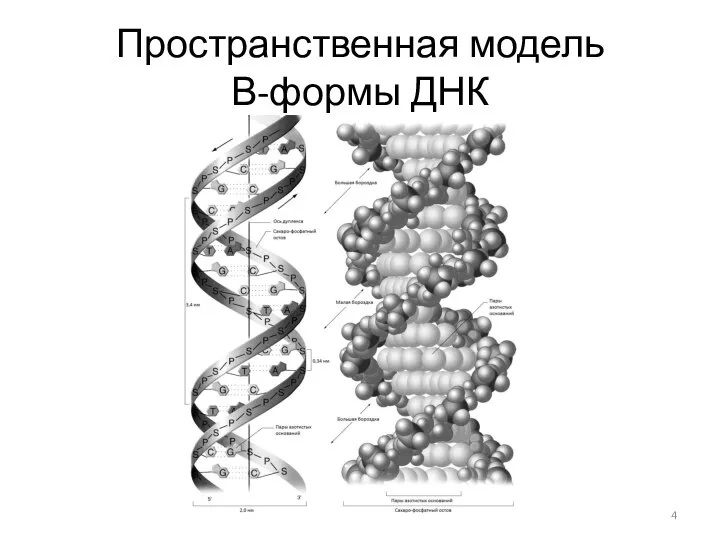 Пространственная модель В-формы ДНК