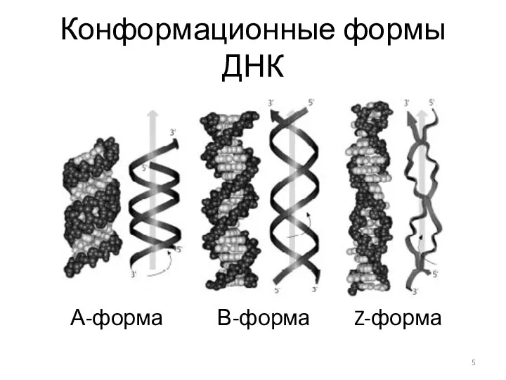 Конформационные формы ДНК А-форма В-форма Z-форма