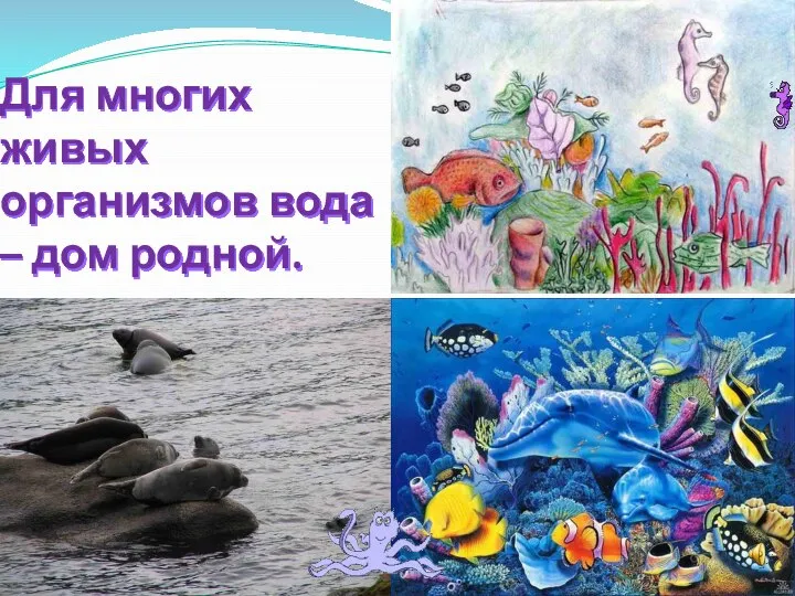 Для многих живых организмов вода – дом родной.