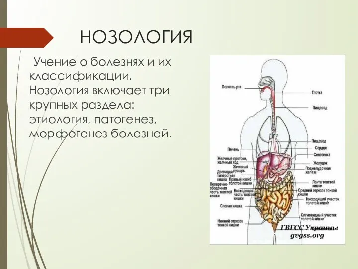 НОЗОЛОГИЯ Учение о болезнях и их классификации. Нозология включает три крупных раздела: этиология, патогенез, морфогенез болезней.