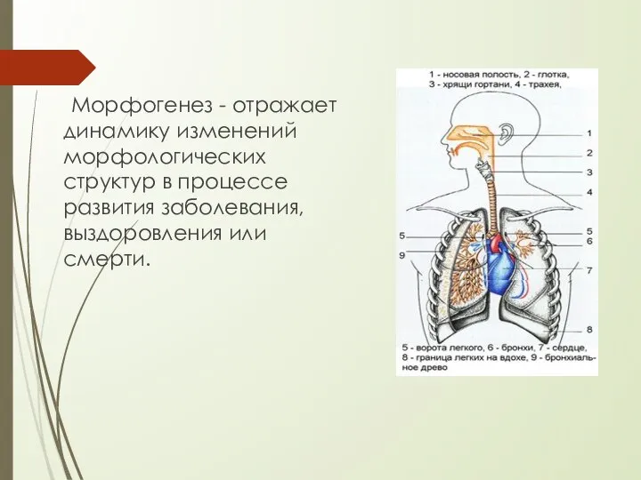 Морфогенез - отражает динамику изменений морфологических структур в процессе развития заболевания, выздоровления или смерти.