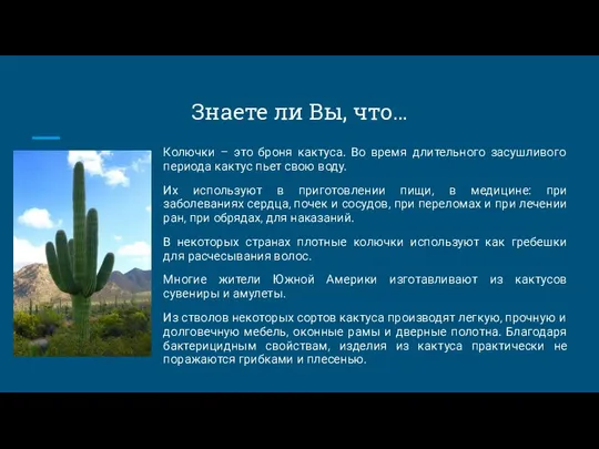 Знаете ли Вы, что… Колючки – это броня кактуса. Во время