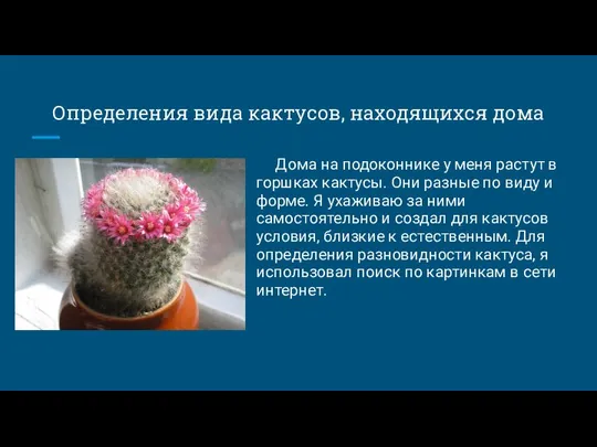 Определения вида кактусов, находящихся дома Дома на подоконнике у меня растут