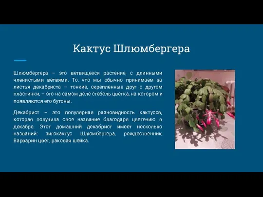 Кактус Шлюмбергера Шлюмбергера – это ветвящееся растение, с длинными членистыми ветвями.