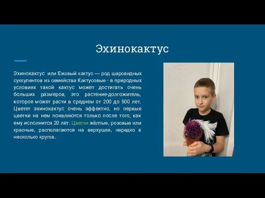 Эхинокактус Эхинокактус или Ежовый кактус — род шаровидных суккулентов из семейства