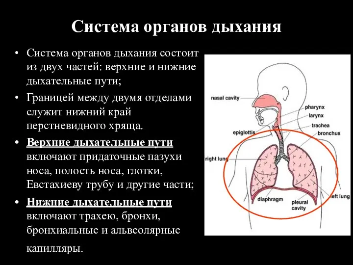 Система органов дыхания Система органов дыхания состоит из двух частей: верхние