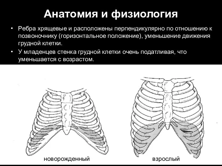 Анатомия и физиология Ребра хрящевые и расположены перпендикулярно по отношению к