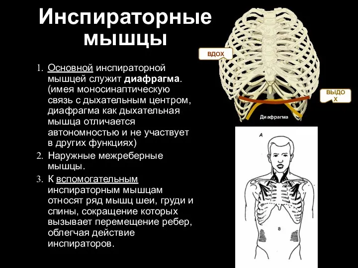 Инспираторные мышцы Основной инспираторной мышцей служит диафрагма. (имея моносинаптическую связь с