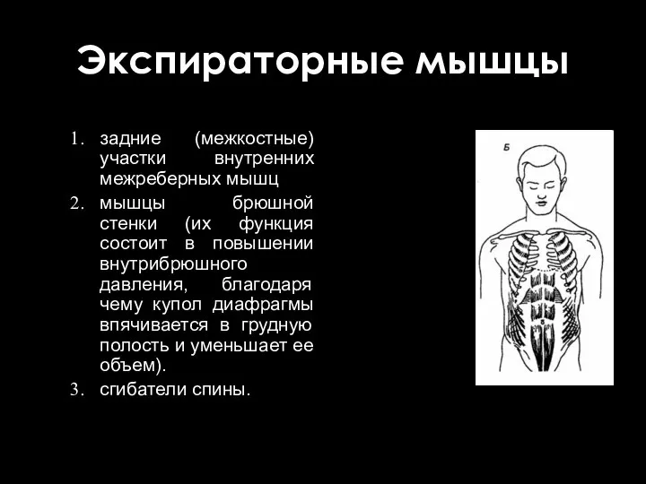 Экспираторные мышцы задние (межкостные) участки внутренних межреберных мышц мышцы брюшной стенки