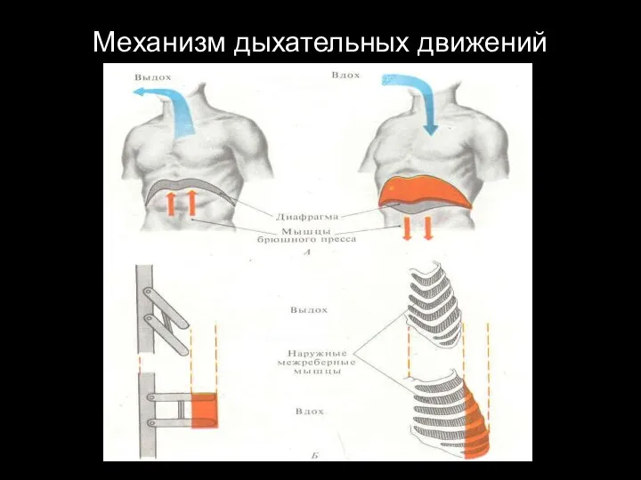 Механизм дыхательных движений