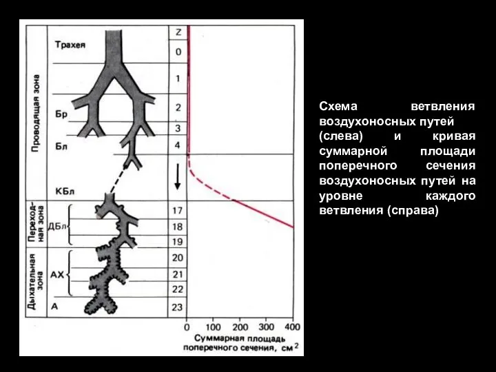 Схема ветвления воздухоносных путей (слева) и кривая суммарной площади поперечного сечения