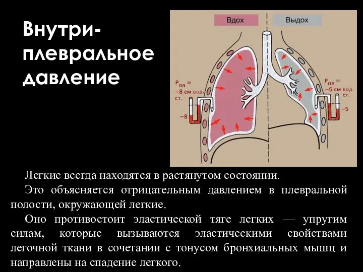 Внутри- плевральное давление Легкие всегда находятся в растянутом состоянии. Это объясняется