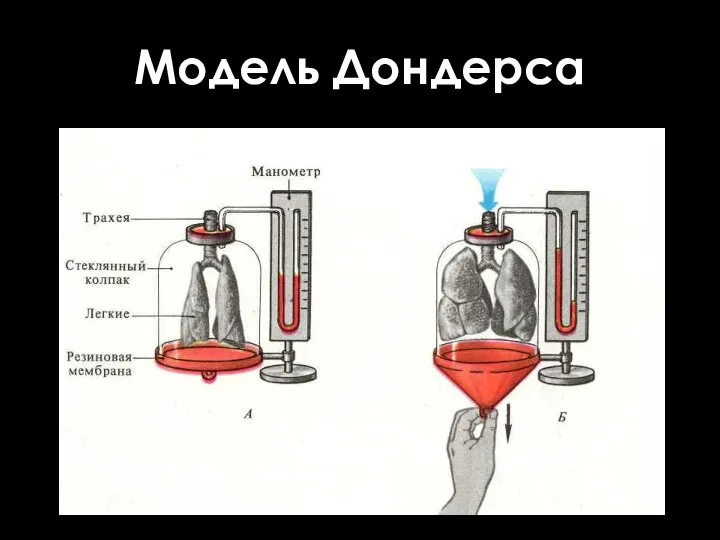 Модель Дондерса