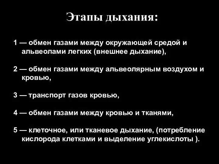 Этапы дыхания: 1 — обмен газами между окружающей средой и альвеолами