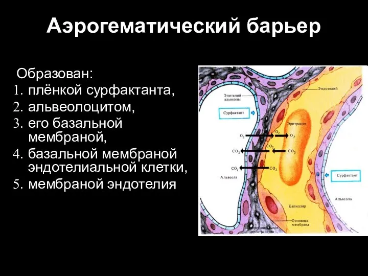 Аэрогематический барьер Образован: плёнкой сурфактанта, альвеолоцитом, его базальной мембраной, базальной мембраной эндотелиальной клетки, мембраной эндотелия