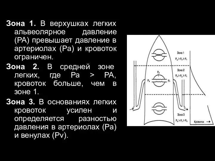 Зона 1. В верхушках легких альвеолярное давление (РА) превышает давление в