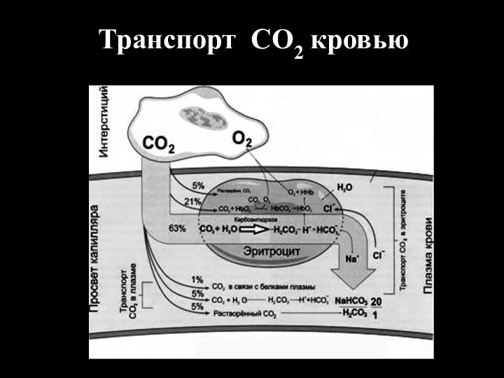 Транспорт СО2 кровью