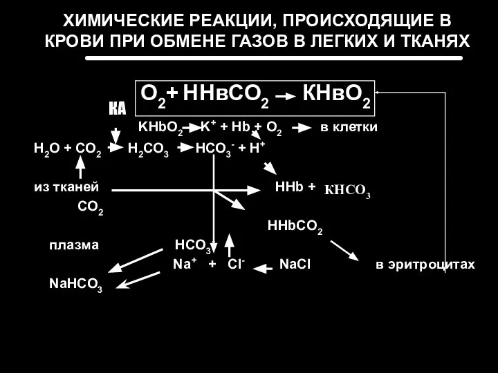 ХИМИЧЕСКИЕ РЕАКЦИИ, ПРОИСХОДЯЩИЕ В КРОВИ ПРИ ОБМЕНЕ ГАЗОВ В ЛЕГКИХ И