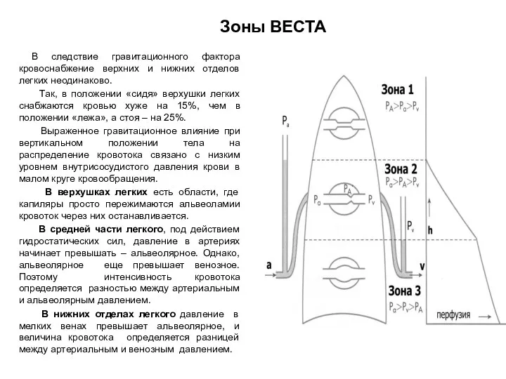 Зоны ВЕСТА В следствие гравитационного фактора кровоснабжение верхних и нижних отделов