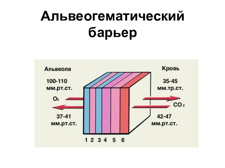 Альвеогематический барьер