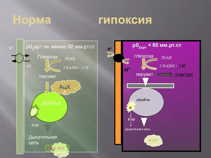 Норма гипоксия