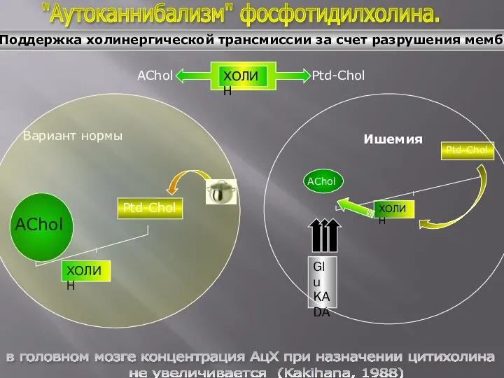 "Аутоканнибализм" фосфотидилхолина. Поддержка холинергической трансмиссии за счет разрушения мембраны Вариант нормы