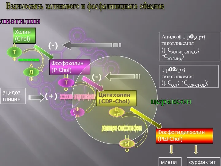 Холин (Chol) Фосфотидилхолин (Ptd-Chol) Фосфохолин (P-Chol) Цитихолин (CDP-Chol) АТФ АДФ холинкиназа
