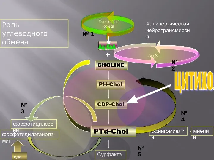 CHOLINE PH-Chol CDP-Chol PTd-Chol сфингомиелин Сурфактант + Холинергическая нейротрансмиссия фосфотидилэтаноламин фосфотидилсерин