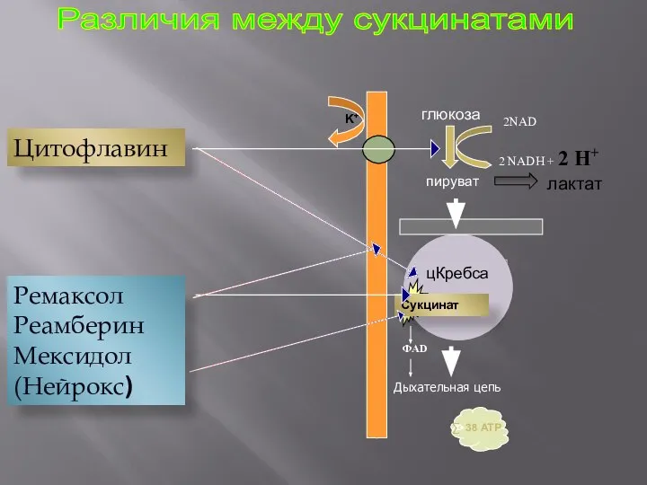 Различия между сукцинатами Ремаксол Реамберин Мексидол (Нейрокс) Цитофлавин