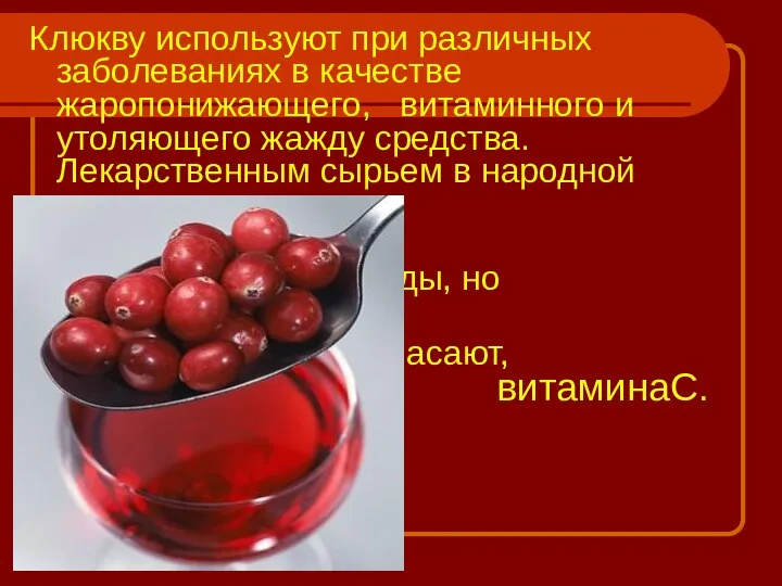 Клюкву используют при различных заболеваниях в качестве жаропонижающего, витаминного и утоляющего