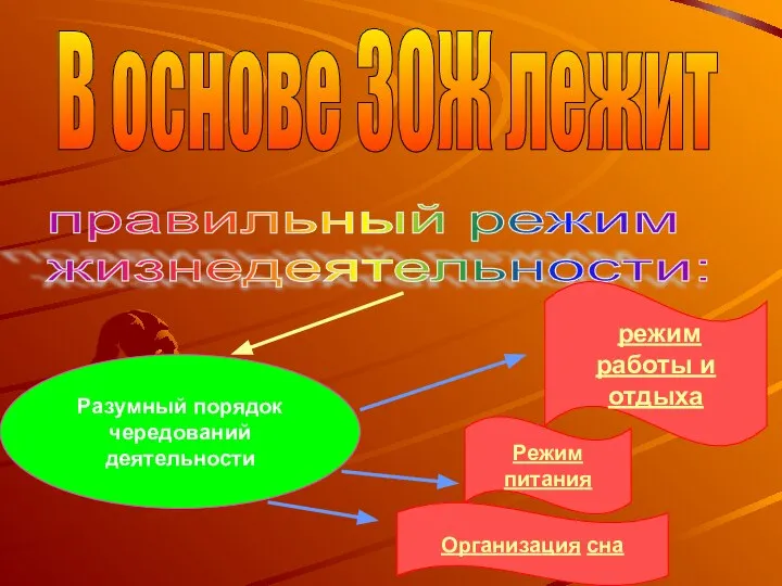 В основе ЗОЖ лежит правильный режим жизнедеятельности: Разумный порядок чередований деятельности