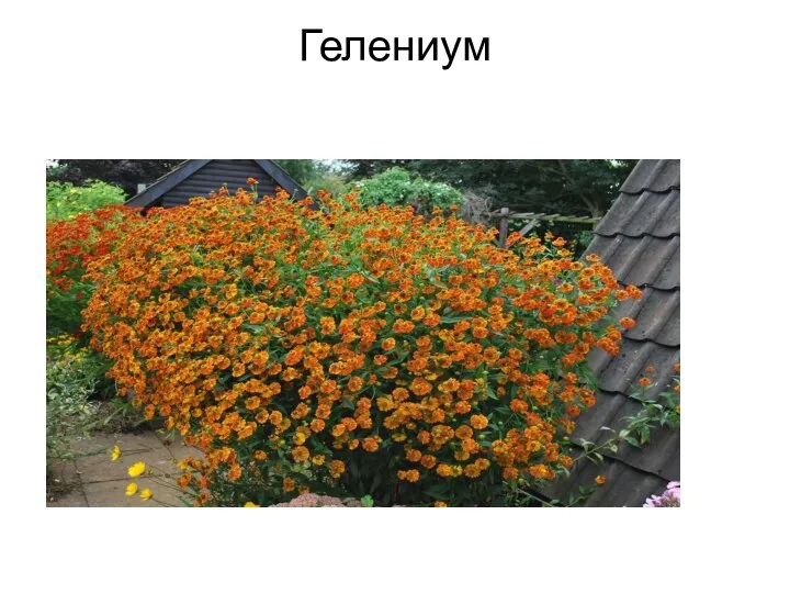 Гелениум