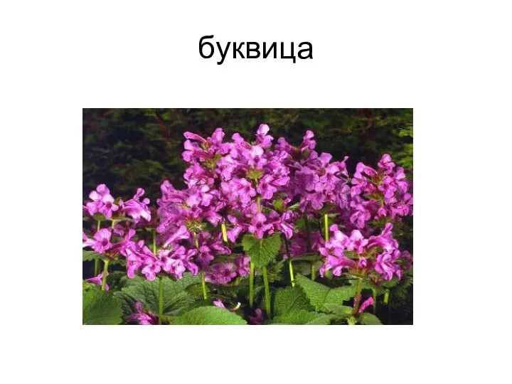 буквица